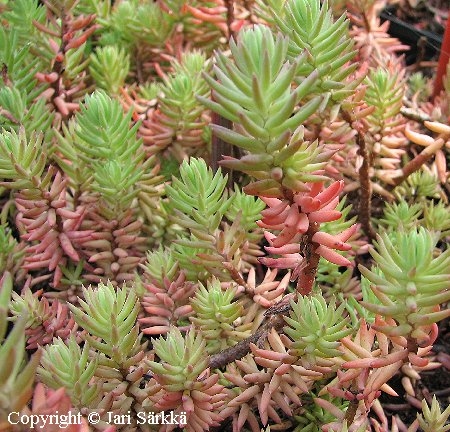 Sedum rupestre 'Gerd'